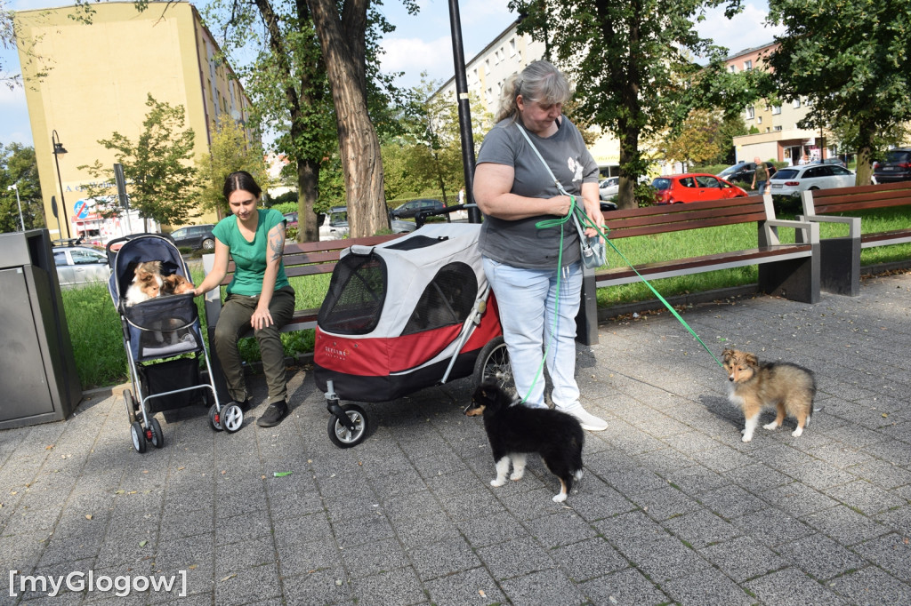 Spacer z psami w wózkach po Głogowie