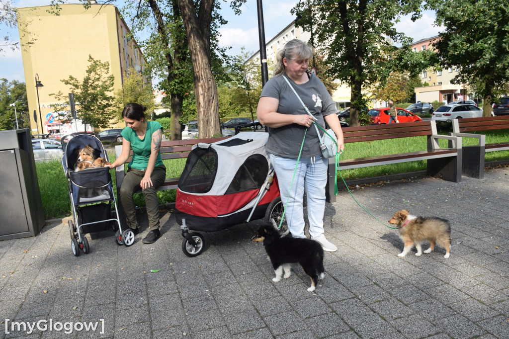 Spacer z psami w wózkach po Głogowie