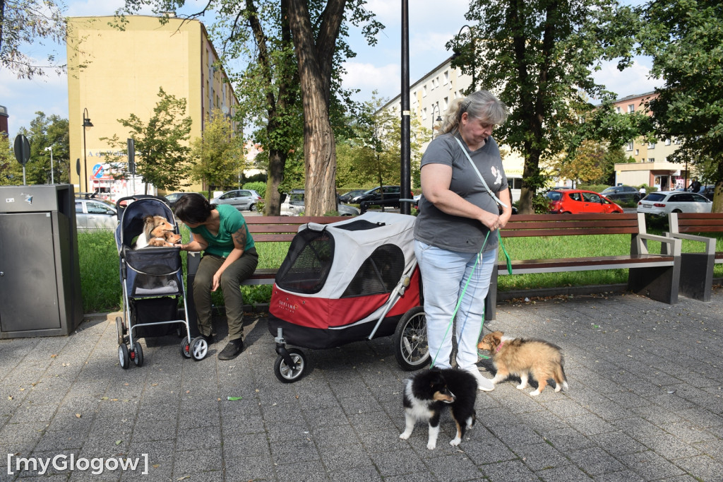 Spacer z psami w wózkach po Głogowie