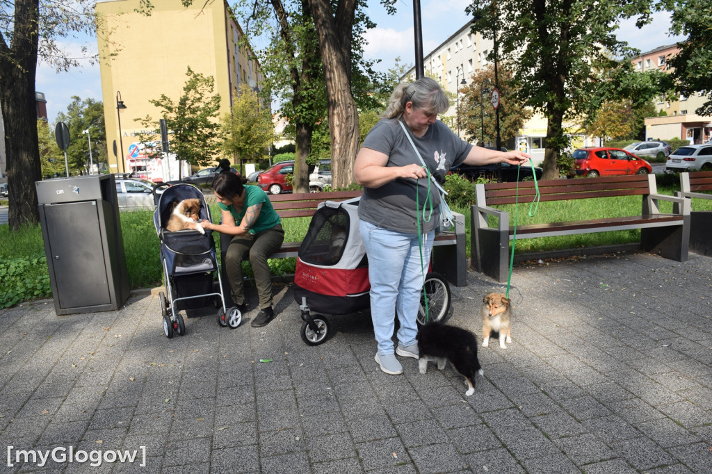 Spacer z psami w wózkach po Głogowie