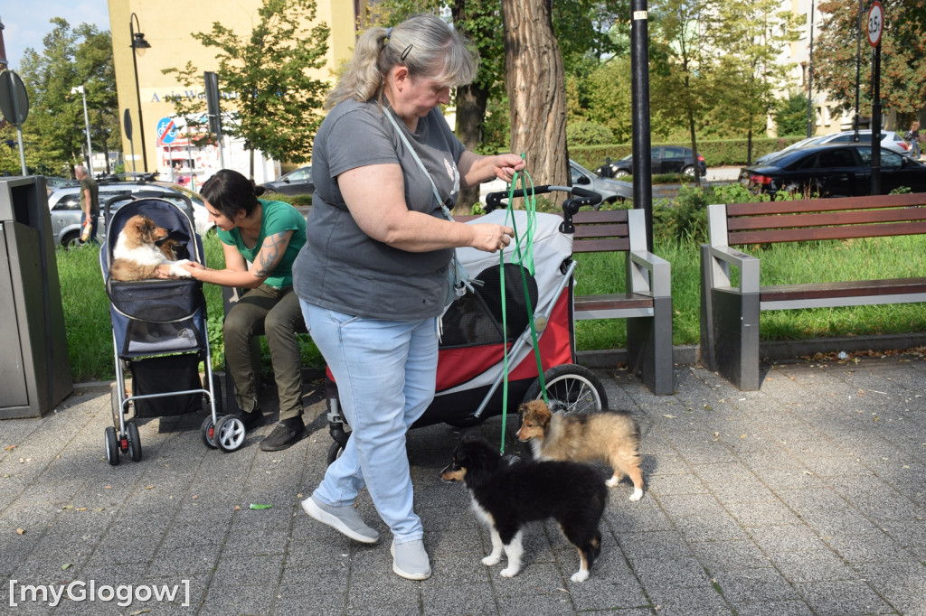 Spacer z psami w wózkach po Głogowie