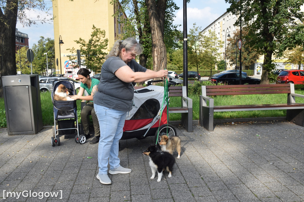 Spacer z psami w wózkach po Głogowie