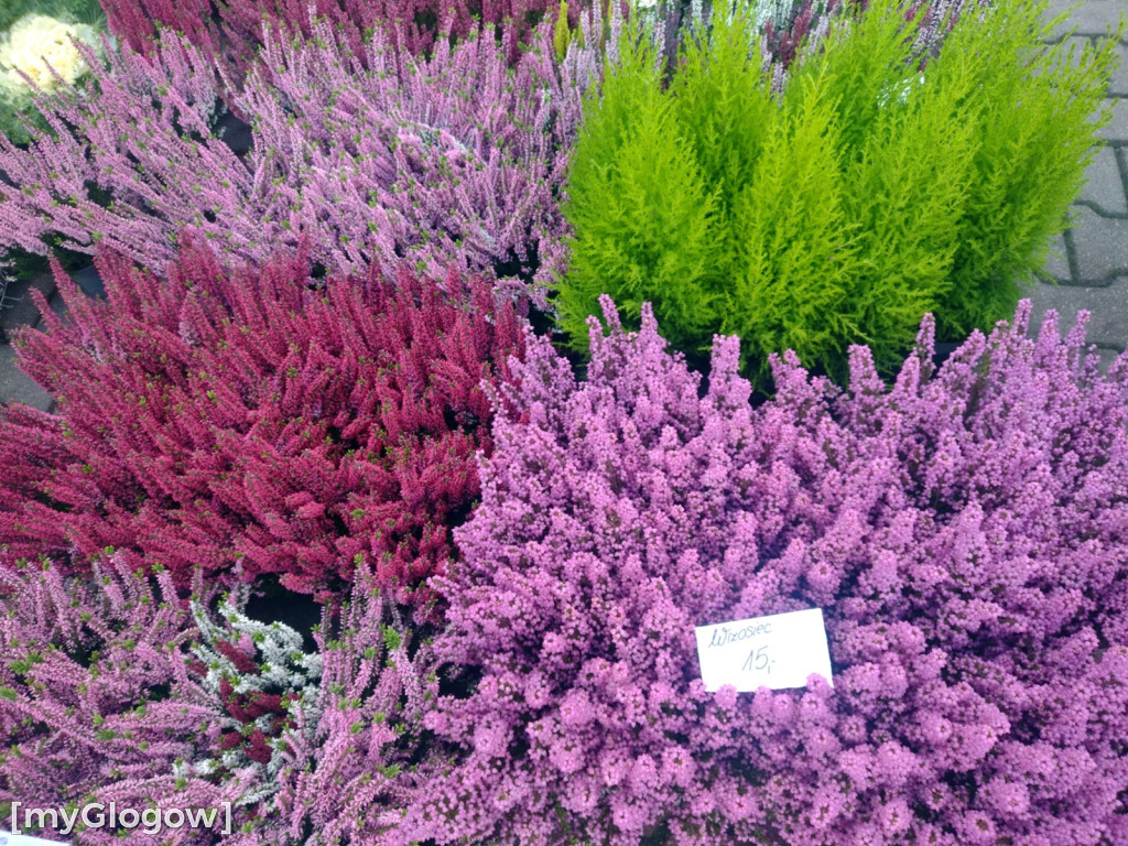 Ceny warzyw i owoców na targu w Głogowie