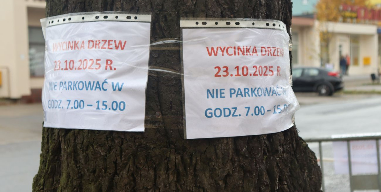 Wycinka na Alei Wolności