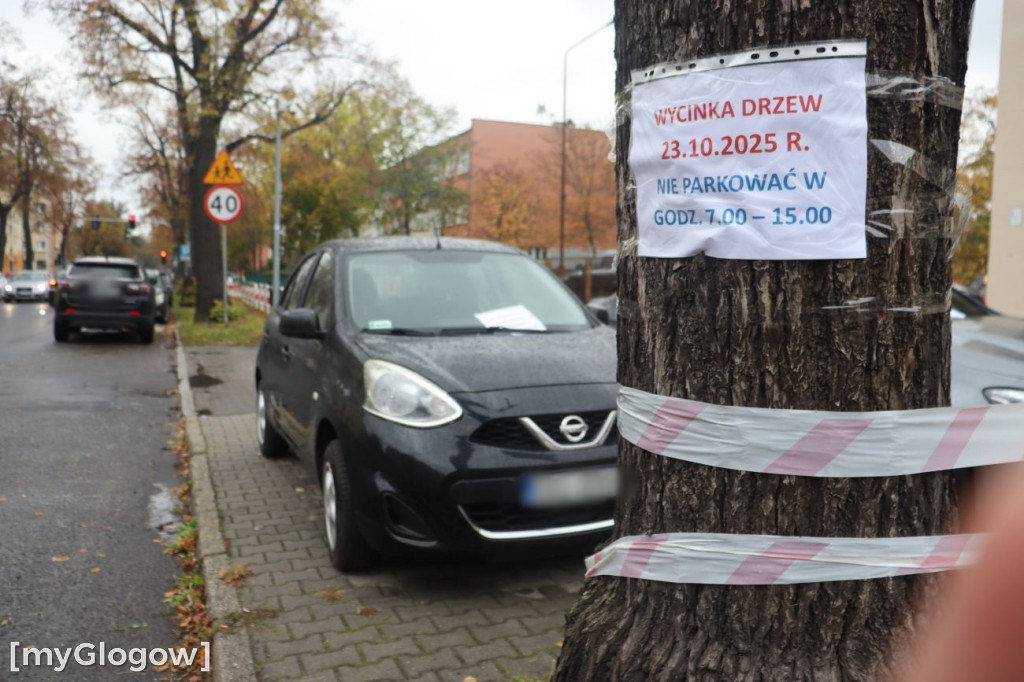 Wycinka na Alei Wolności