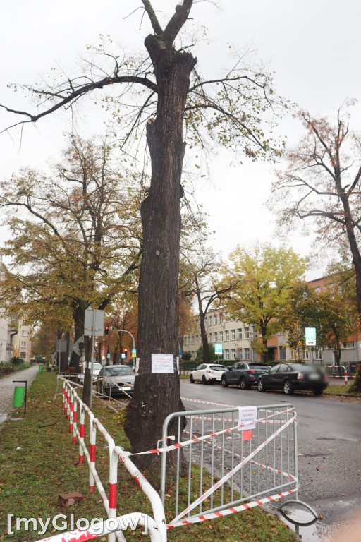 Wycinka na Alei Wolności