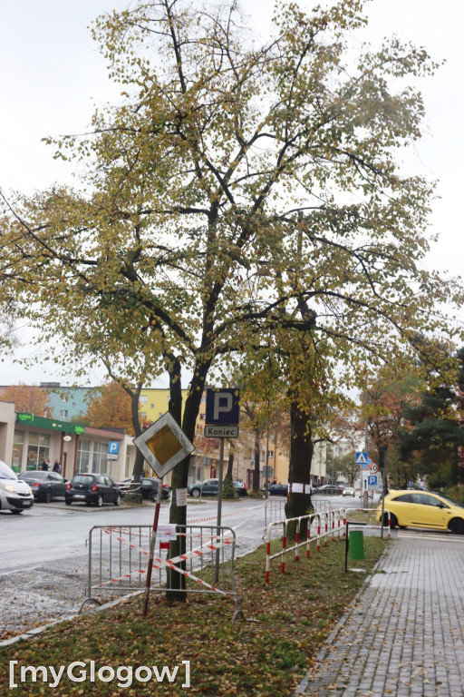 Wycinka na Alei Wolności