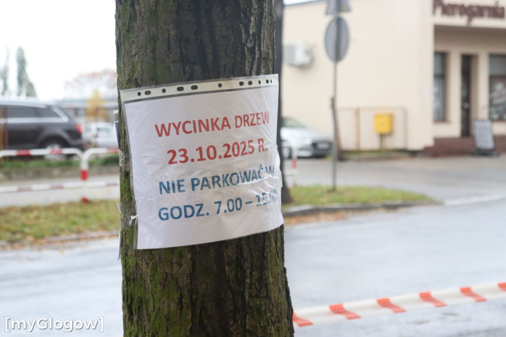 Wycinka na Alei Wolności