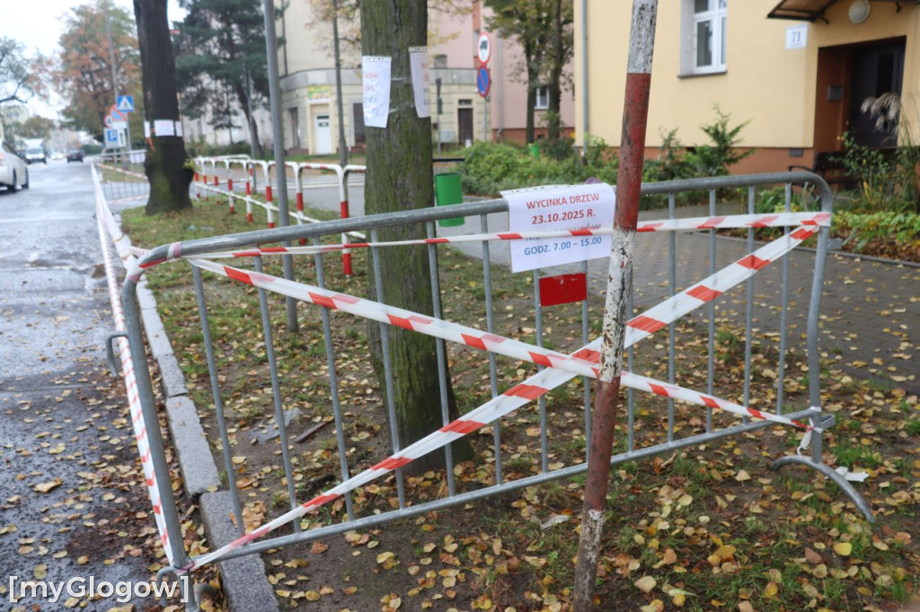 Wycinka na Alei Wolności