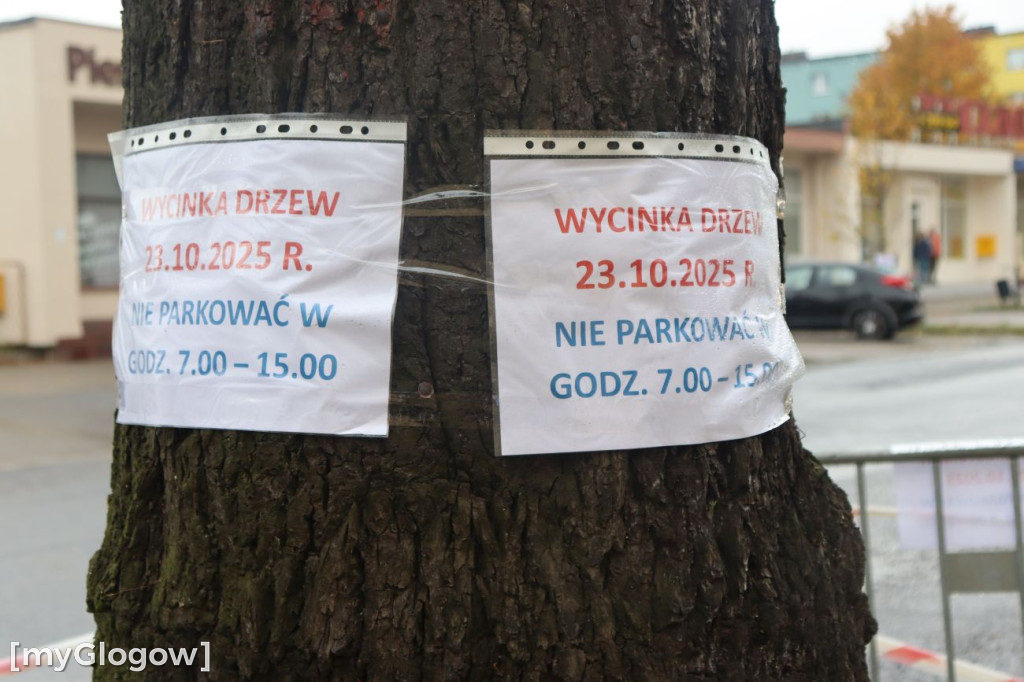 Wycinka na Alei Wolności