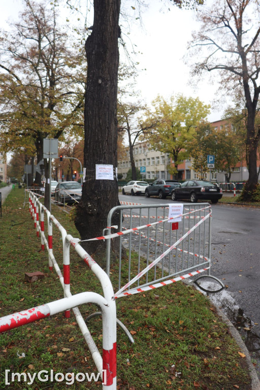 Wycinka na Alei Wolności
