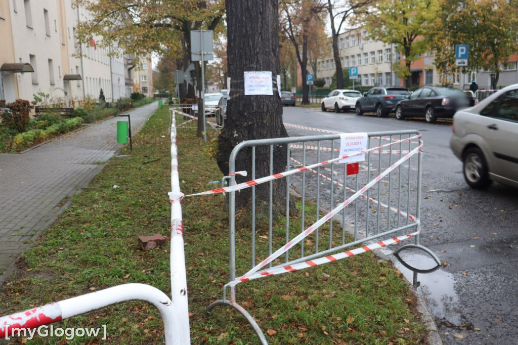 Wycinka na Alei Wolności