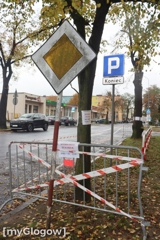 Wycinka na Alei Wolności