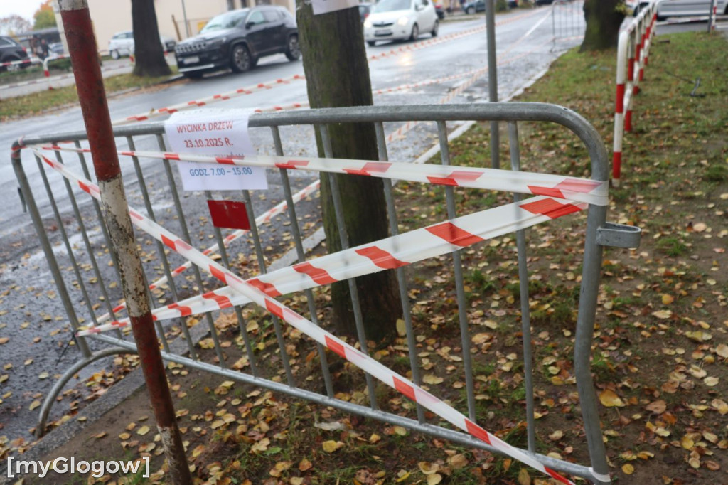 Wycinka na Alei Wolności