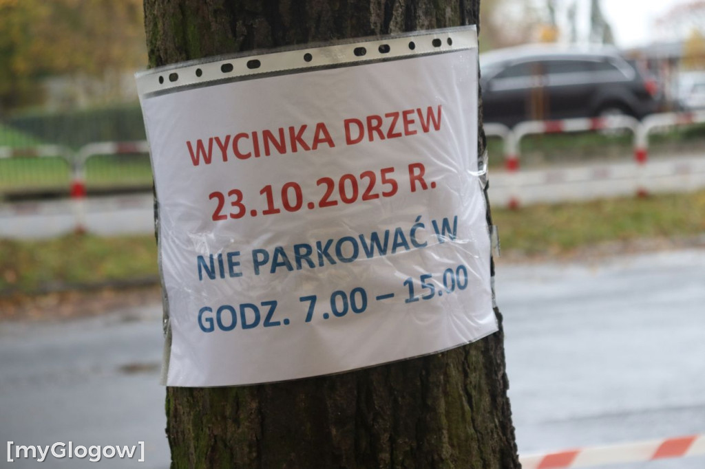 Wycinka na Alei Wolności