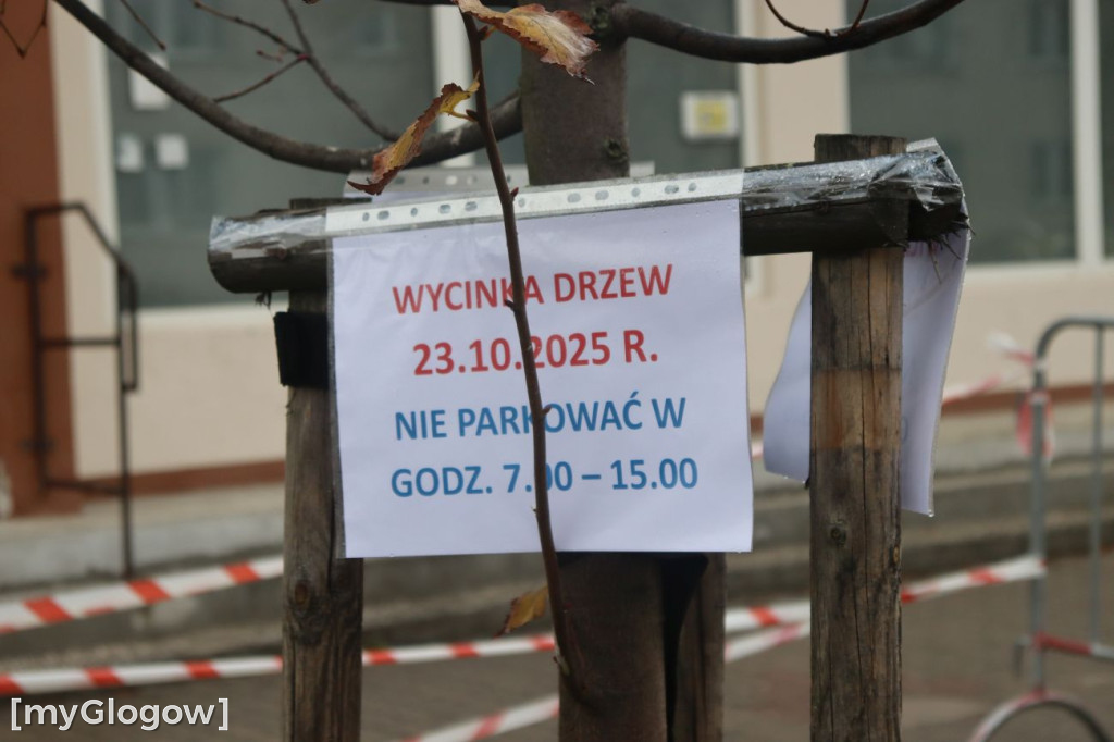 Wycinka na Alei Wolności