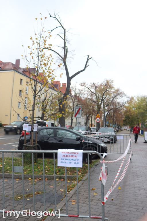 Wycinka na Alei Wolności