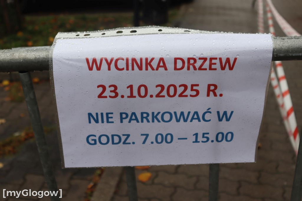 Wycinka na Alei Wolności