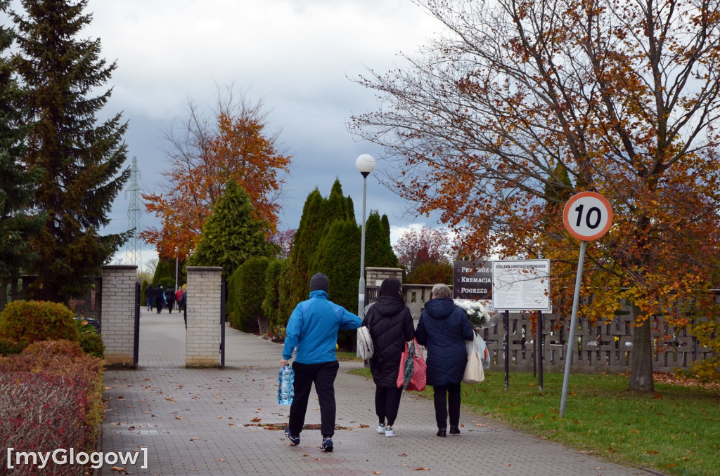 Żywe chryzantemy przy cmentarzach w Głogowie