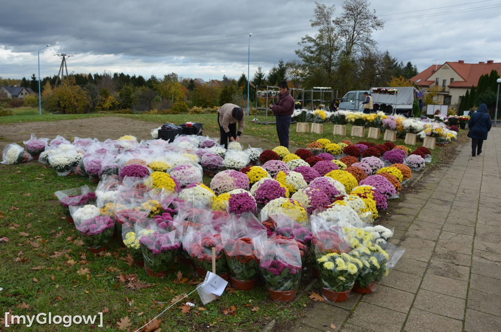 Żywe chryzantemy przy cmentarzach w Głogowie