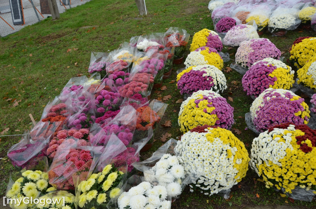 Żywe chryzantemy przy cmentarzach w Głogowie