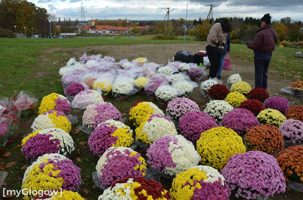 Żywe chryzantemy przy cmentarzach w Głogowie
