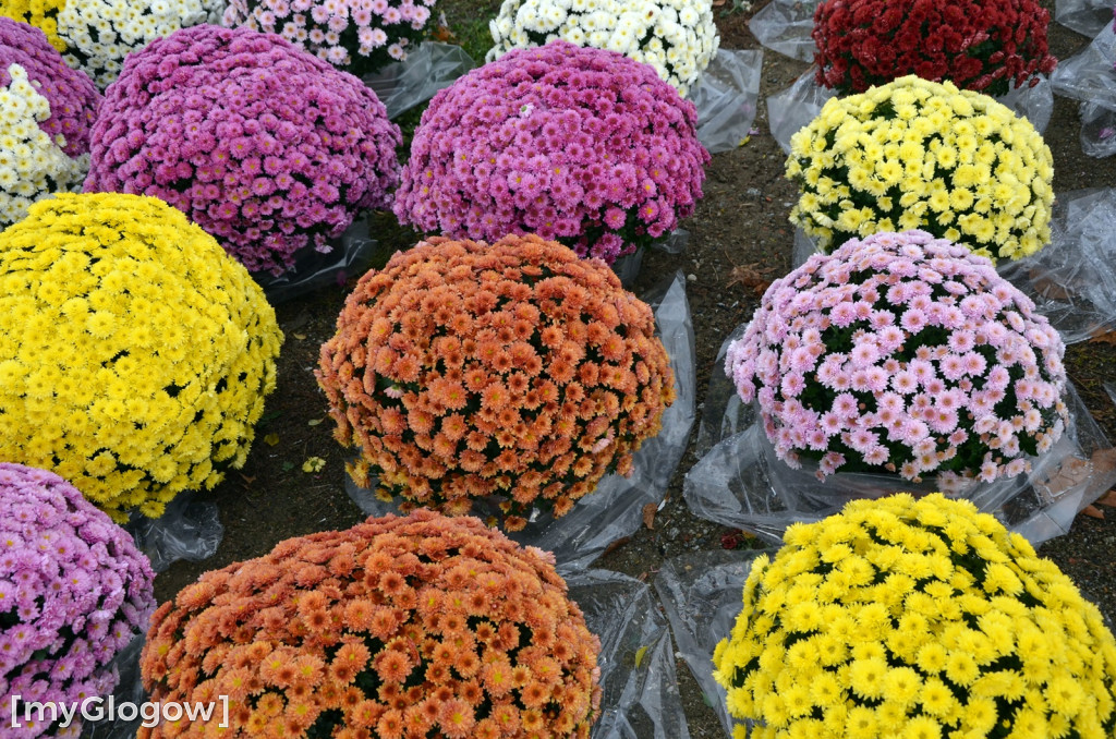 Żywe chryzantemy przy cmentarzach w Głogowie