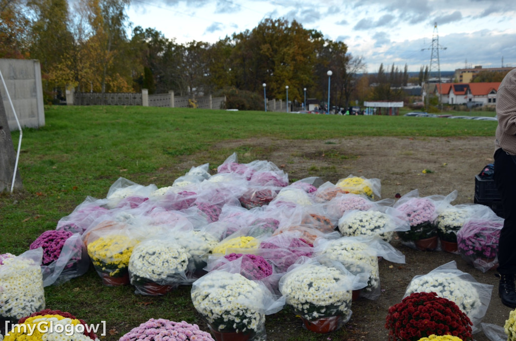 Żywe chryzantemy przy cmentarzach w Głogowie