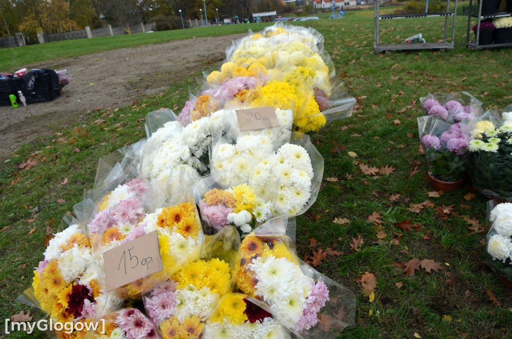 Żywe chryzantemy przy cmentarzach w Głogowie