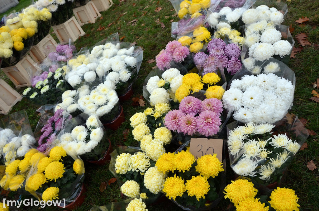 Żywe chryzantemy przy cmentarzach w Głogowie