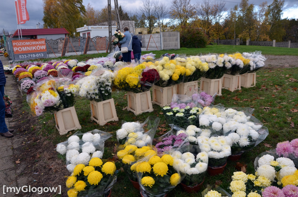 Żywe chryzantemy przy cmentarzach w Głogowie