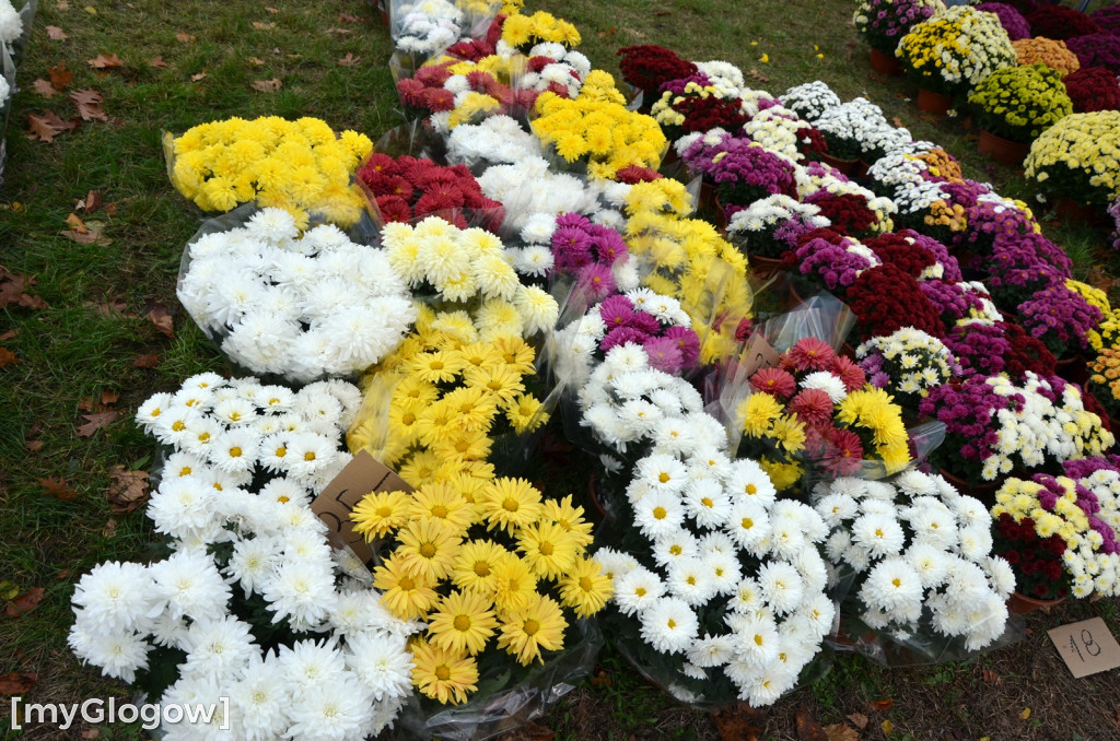 Żywe chryzantemy przy cmentarzach w Głogowie