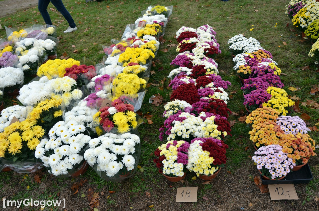 Żywe chryzantemy przy cmentarzach w Głogowie