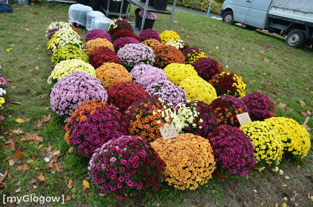 Żywe chryzantemy przy cmentarzach w Głogowie
