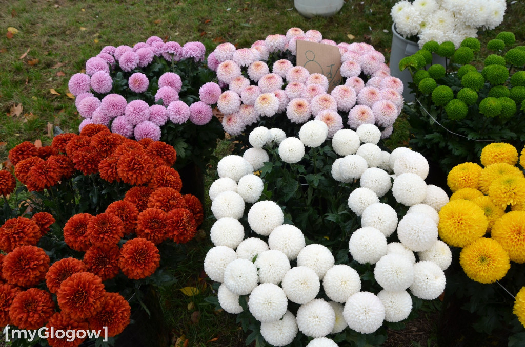 Żywe chryzantemy przy cmentarzach w Głogowie