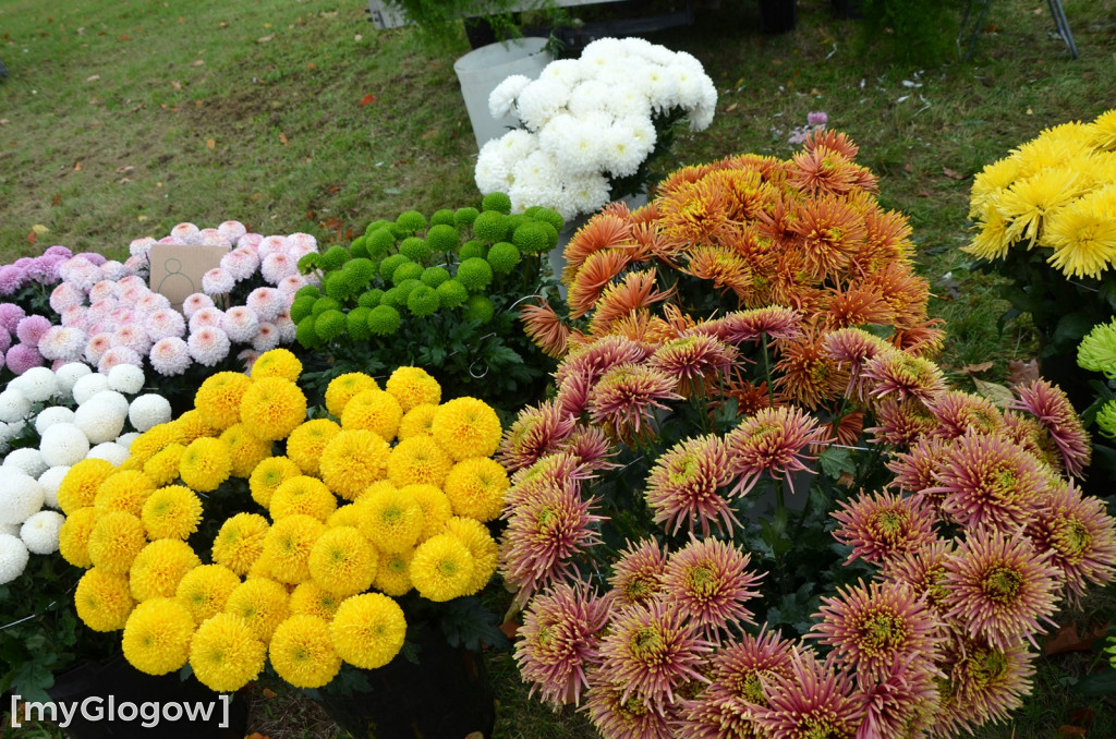 Żywe chryzantemy przy cmentarzach w Głogowie