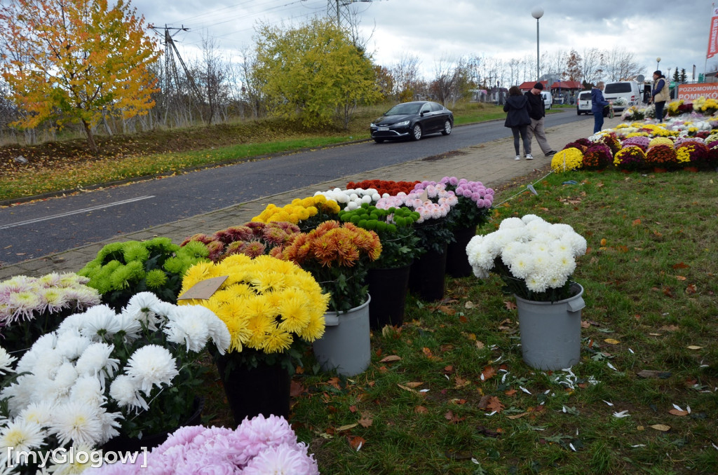 Żywe chryzantemy przy cmentarzach w Głogowie