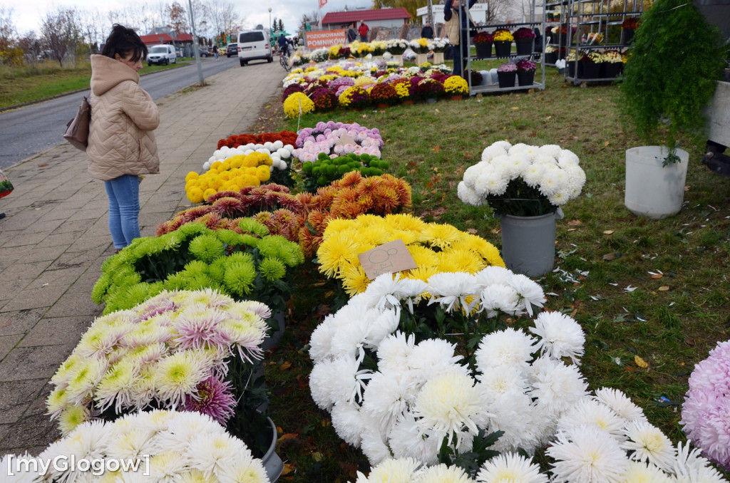 Żywe chryzantemy przy cmentarzach w Głogowie