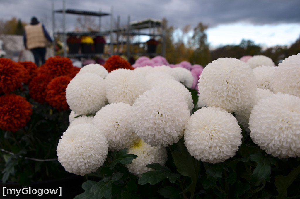 Żywe chryzantemy przy cmentarzach w Głogowie