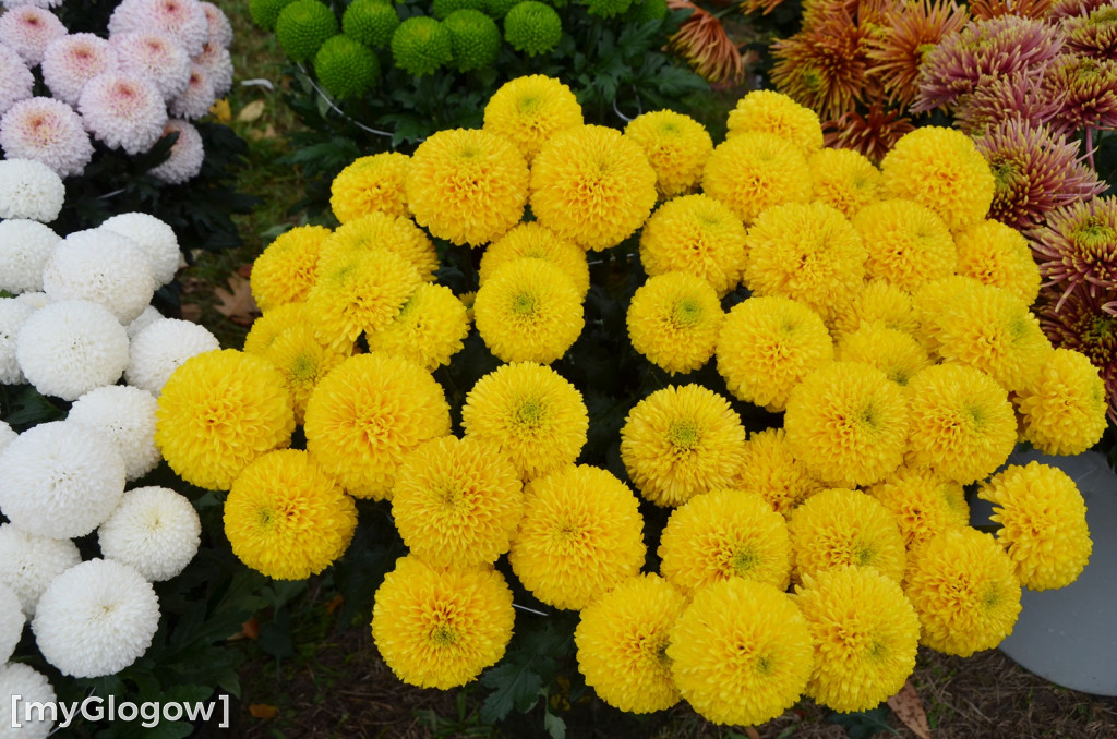 Żywe chryzantemy przy cmentarzach w Głogowie