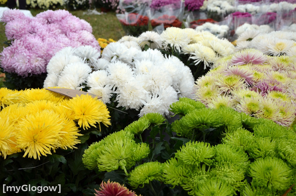 Żywe chryzantemy przy cmentarzach w Głogowie