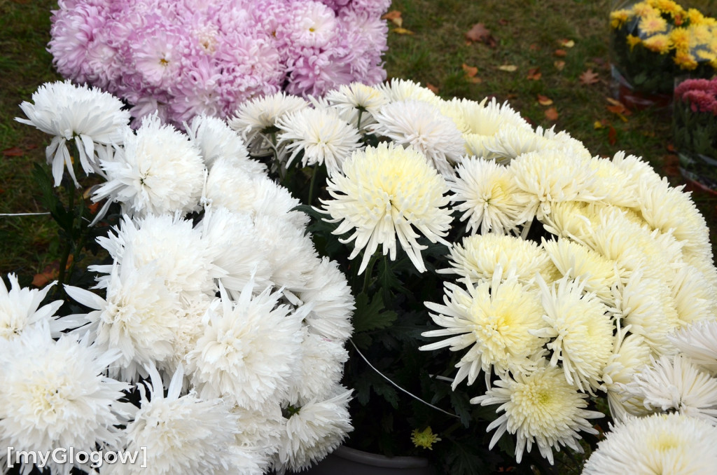 Żywe chryzantemy przy cmentarzach w Głogowie