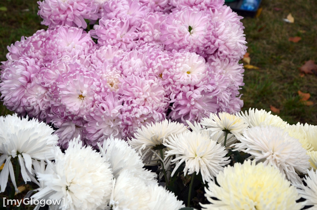 Żywe chryzantemy przy cmentarzach w Głogowie