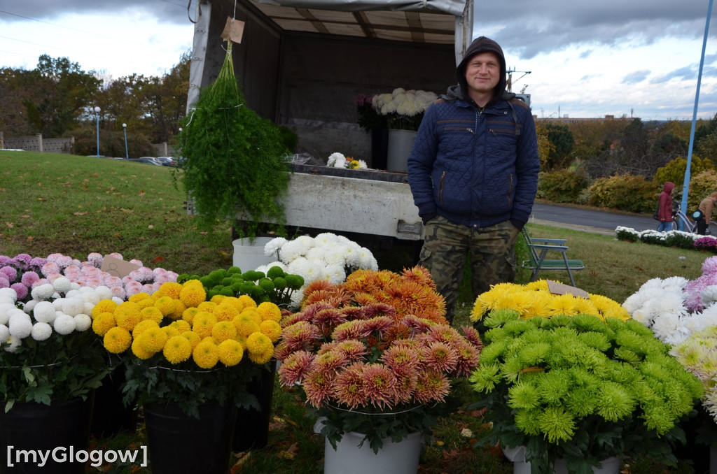 Żywe chryzantemy przy cmentarzach w Głogowie