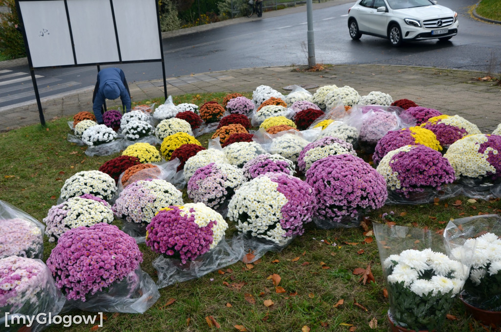 Żywe chryzantemy przy cmentarzach w Głogowie