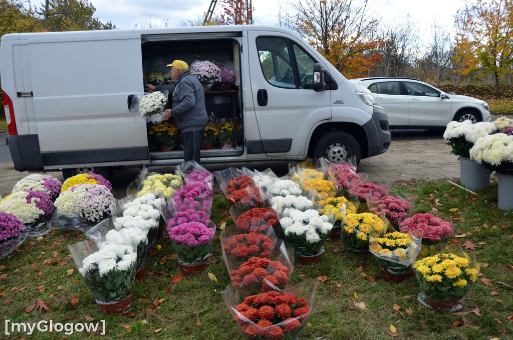 Żywe chryzantemy przy cmentarzach w Głogowie