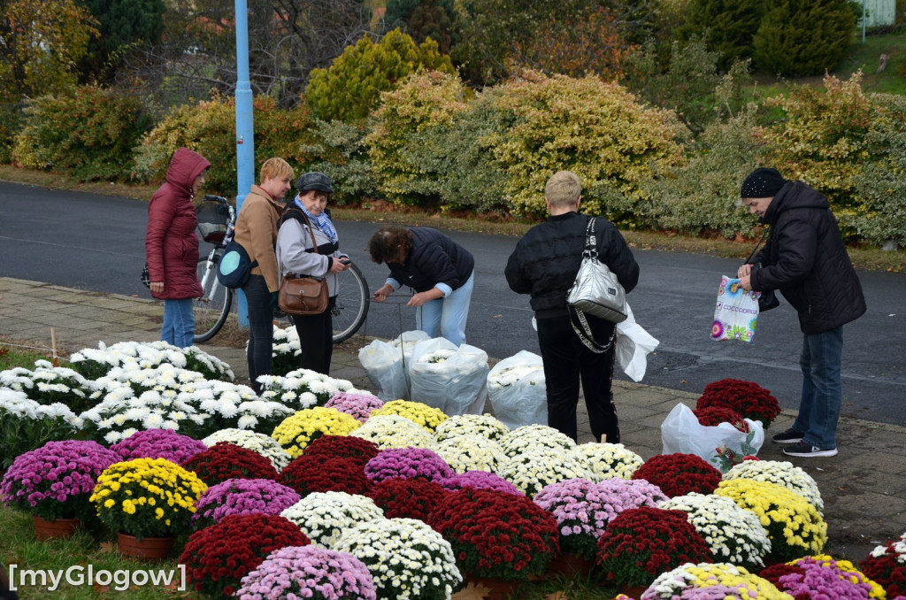Żywe chryzantemy przy cmentarzach w Głogowie