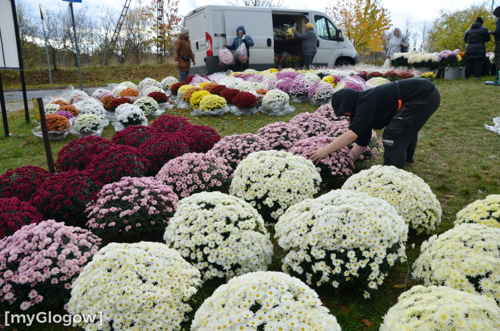 Żywe chryzantemy przy cmentarzach w Głogowie