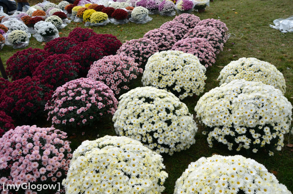 Żywe chryzantemy przy cmentarzach w Głogowie