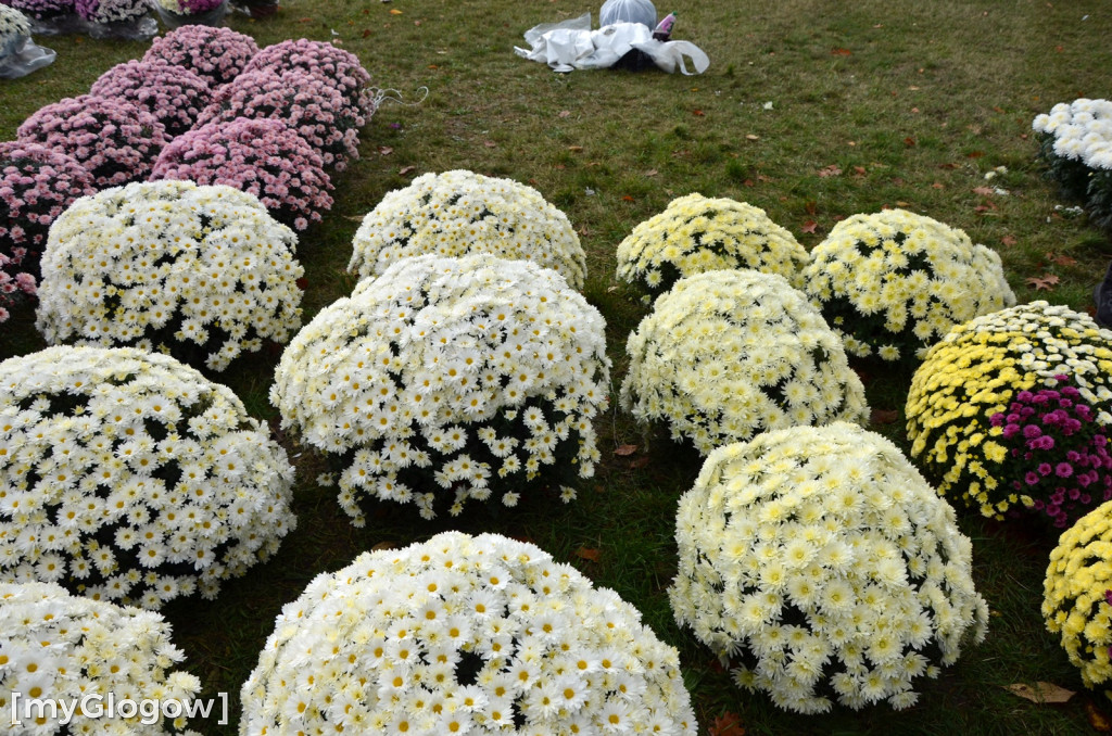 Żywe chryzantemy przy cmentarzach w Głogowie